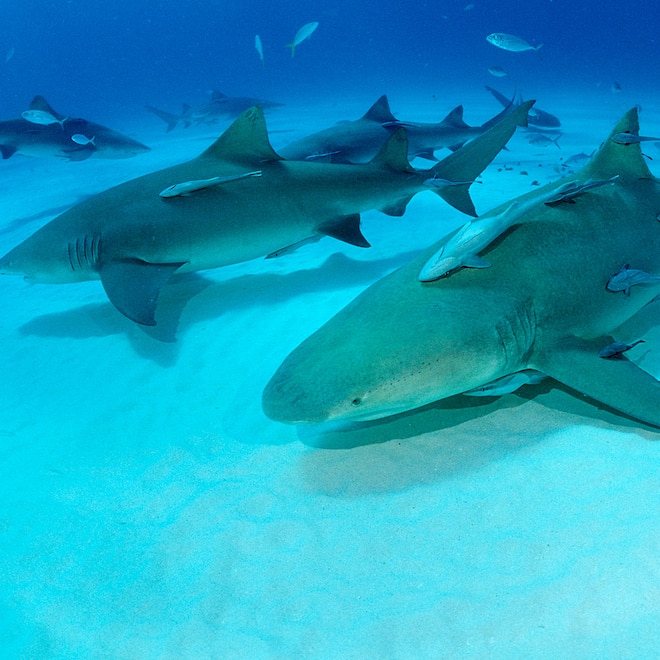 Lemon Shark, Bahamas, Grand Bahama Island, Atlantic Ocean